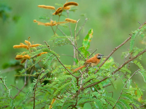Endangered species in 2012