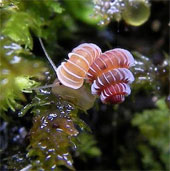 Endangered species of alien snail species