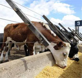 Energy-rich foods help reduce animal waste