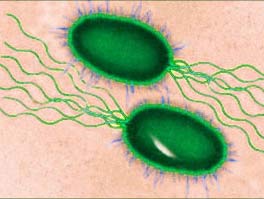 Engine made from bacteria