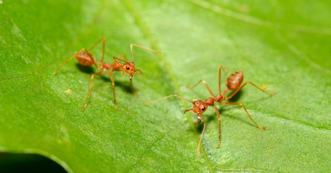 Some similarities between ants and people we don't know yet