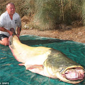English: Catch catfish weighing nearly 100kg