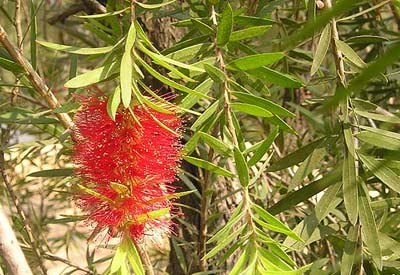 Enhance the value of Melaleuca trees