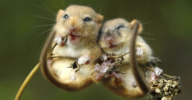 Enjoy the series of love images of animals