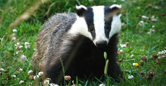 Enteric bacteria in forest badger species are able to prevent tuberculosis