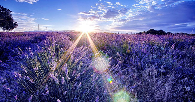 Enthralled by the beauty that captures the beauty of lavender fields