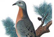 Environmental factors can accelerate the process of extinction