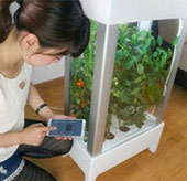 Equipment to grow vegetables in the room