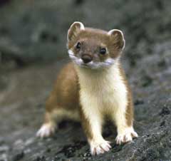 Ermine mink
