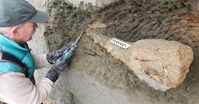 Erosion cliffs reveal 15 million year old fossils