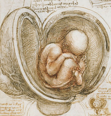 Errors in the famous picture of Leonardo da Vinci