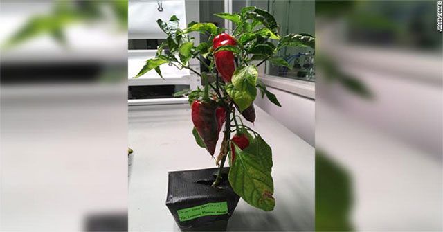 Espanõla will be the first fruit tree to be grown on ISS?