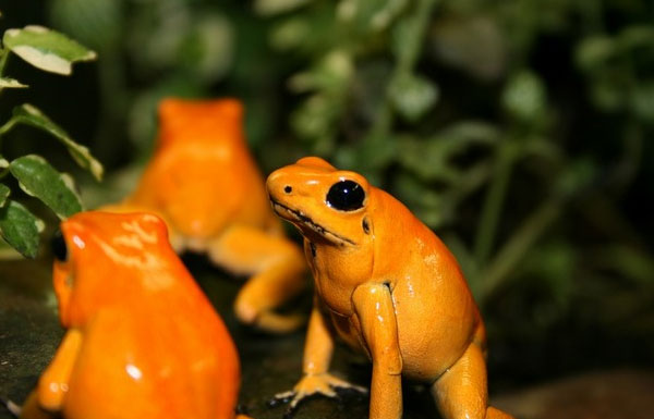 Establish a sanctuary for the planet's most exclusive frog