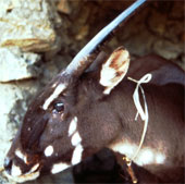 Establish saola conservation area in Thua Thien Hue