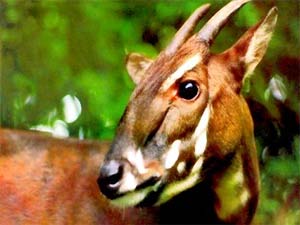 Establishing 2 saola reserves in Central Truong Son.