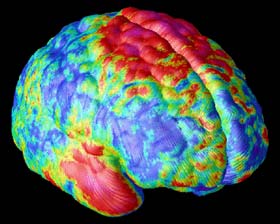 Establishing a mature diagram of the brain