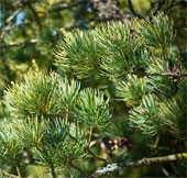 Establishment of a conservation area for rare and precious gymnosperms in Thanh Hoa