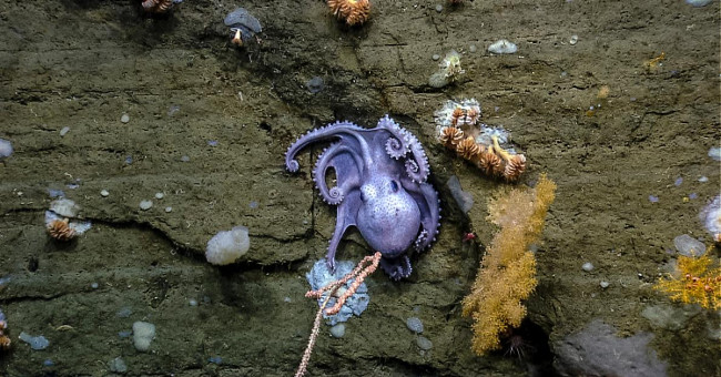 Establishment of the first ocean conservation garden in the Atlantic