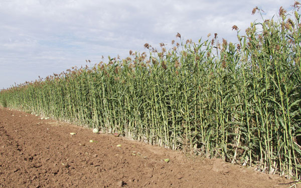 Ethanol from sorghum - breakthrough biofuel