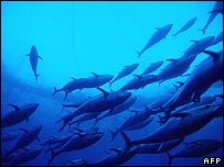 EU banned tuna fishing until the end of 2007