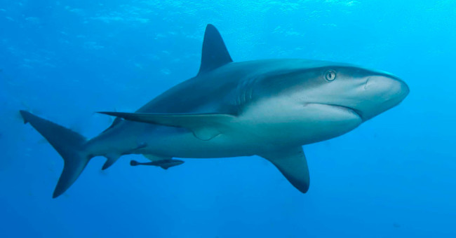 EU countries allow sharks to be used for research