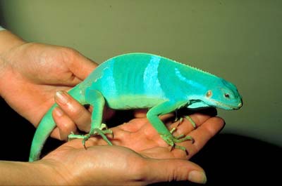 EU leads the import of wildlife products