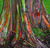 Eucalyptus tree 7 strange rainbow colors