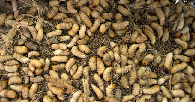 Europe can use fly larvae as feed for chickens and pigs