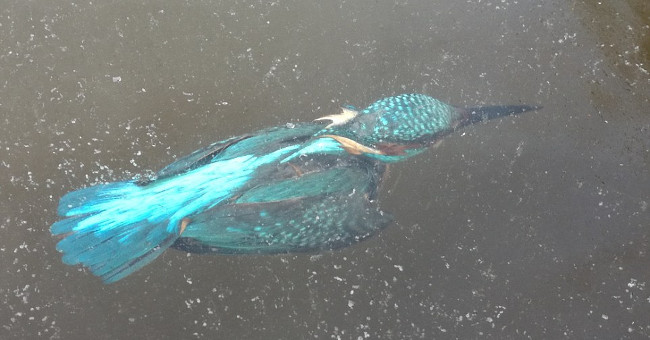 Europe is extremely cold, kingfishers die hard when they go to the water to hunt