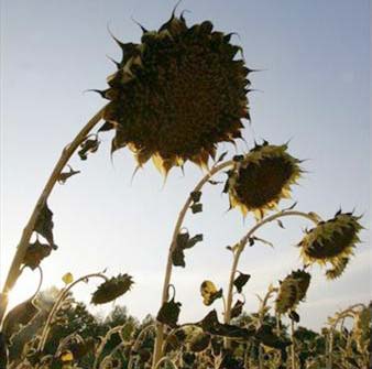 Europe will have hot summers