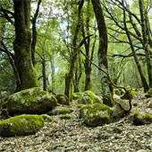 European forest at the risk of saturation absorbs CO2
