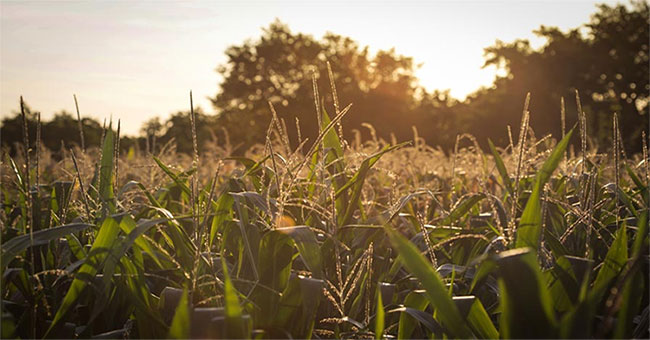 European scientific research rejects the conclusion that genetically modified corn causes cancer