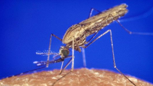 Evade mosquitoes by infrared wall
