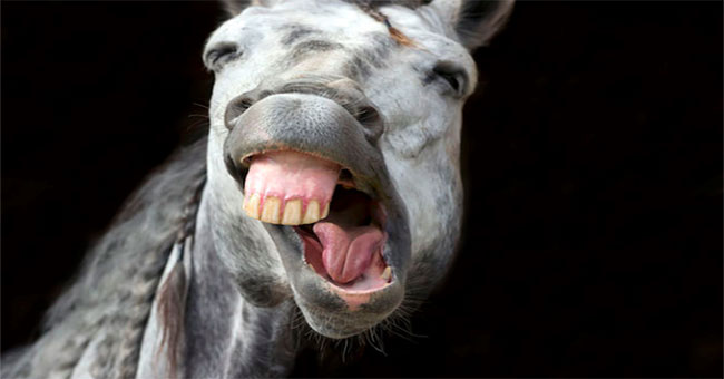 Even if you never brush your teeth, have you heard of animals with tooth decay?