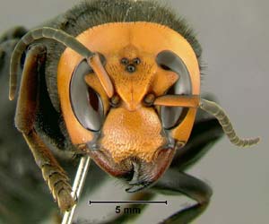 Everest adventures reveal many strange creatures
