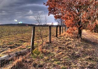 Every day the world loses 20,000 hectares of forest