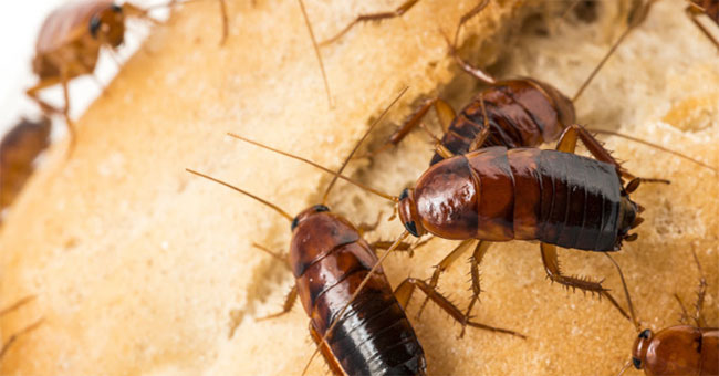 Every house has cockroaches but does anyone know where they are coming from?
