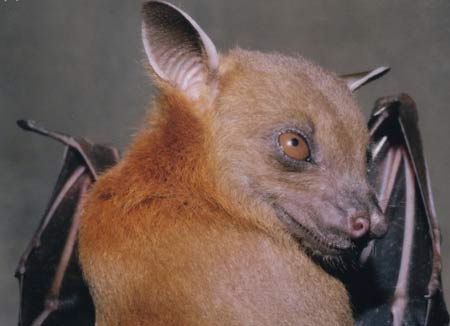 Every night, many mosquito-eating bats?