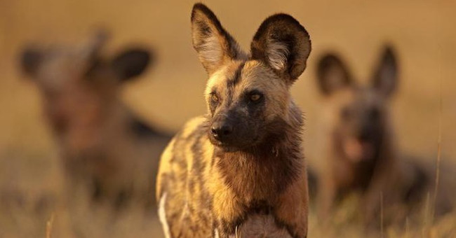 Every time African wild dogs want to vote for hunting, will they sneeze?