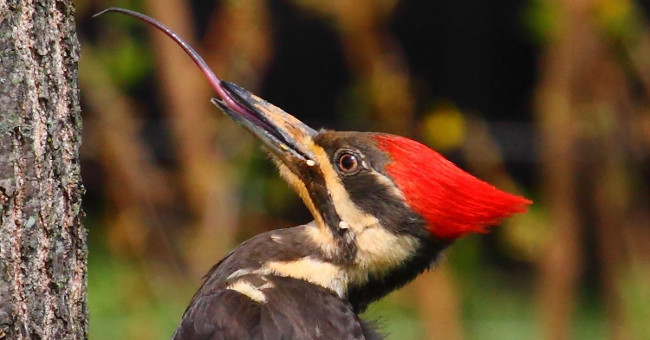 Everyone was startled to learn how this bird kept its tongue longer than its head