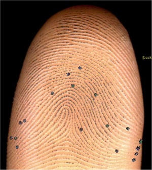 Evidence explains why we have fingerprints