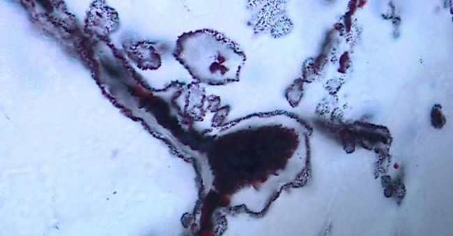 Evidence of 4 billion years of life on Earth is discovered