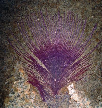 Evidence of iridescent colors on fossil fossils 40 million years old