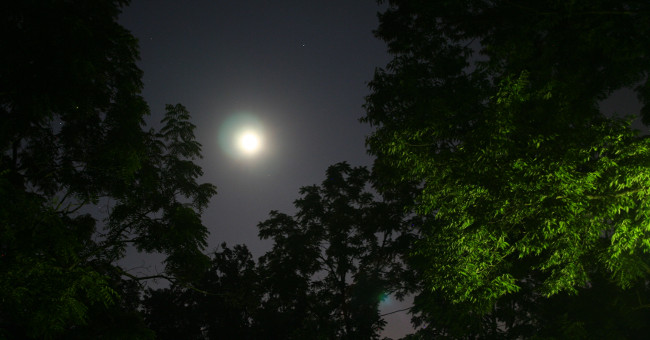 Evidence shows that plants also know 'go to sleep' just like humans