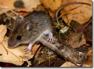 Evolution in mice can explain infertility in humans