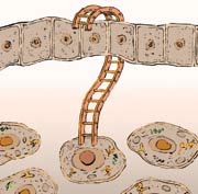 Evolution is the process of merging opposite trends