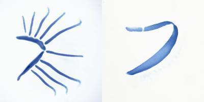 Evolution of fin, limb and gill