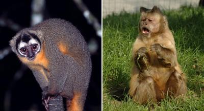 Evolution of night vision in primates