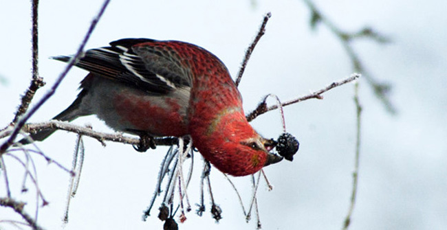 Evolutionary animals 'best' TG, Vietnam contributed