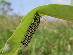 Evolutionary defense system in earring plants